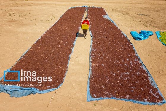گزارش تصویری | برداشت انگور در شهر تاکستان قزوین