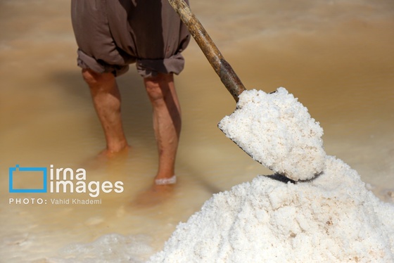 گزارش تصویری | برداشت نمک در دل کویر
