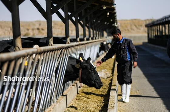 گزارش تصویری | گاوداری صنعتی در خراسان رضوی
