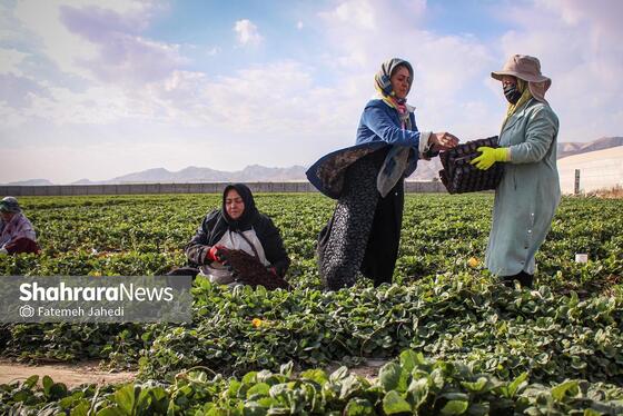 گزارش تصویری | گلخانه توت فرنگی