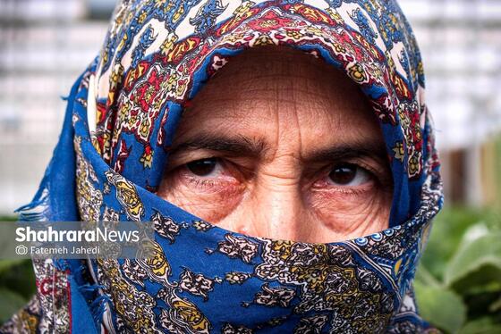 گزارش تصویری | گلخانه توت فرنگی