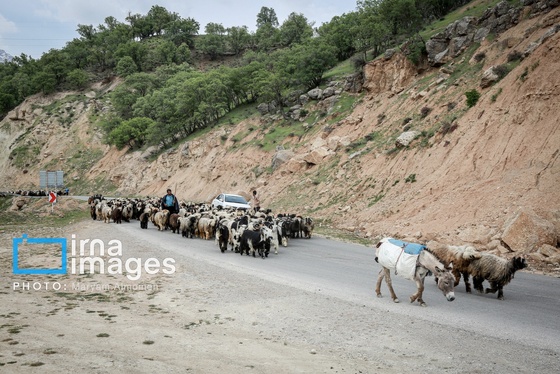 گزارش تصویری | «زندگی عشایری»