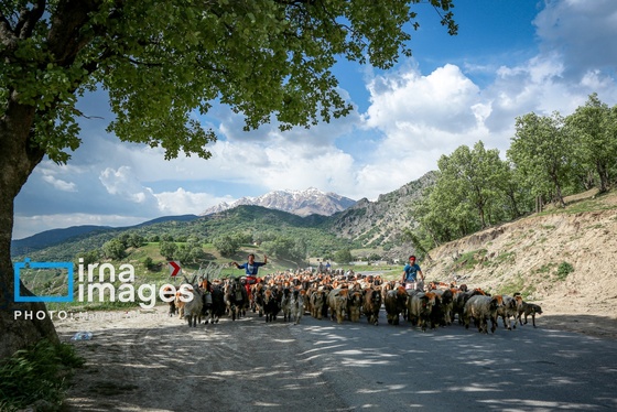 گزارش تصویری | «زندگی عشایری»