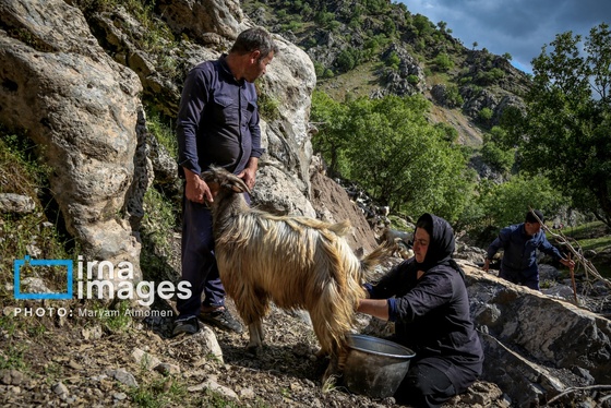 گزارش تصویری | «زندگی عشایری»