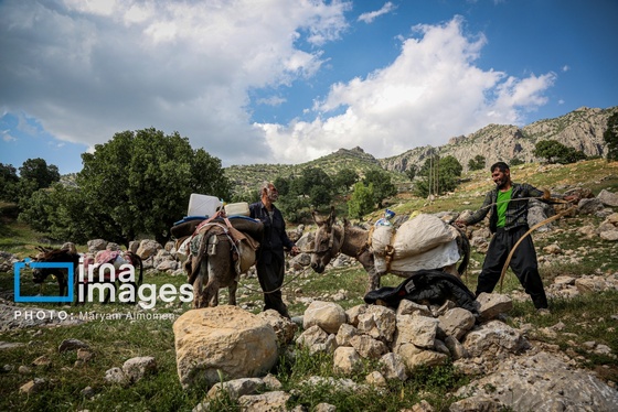 گزارش تصویری | «زندگی عشایری»