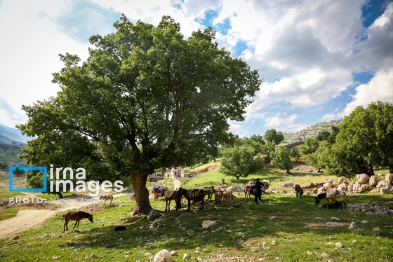 گزارش تصویری | «زندگی عشایری»