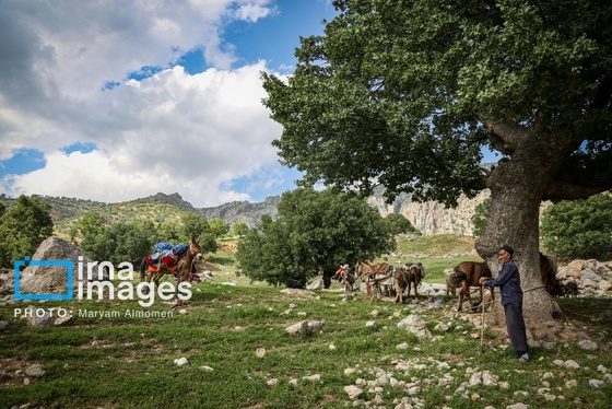 گزارش تصویری | «زندگی عشایری»