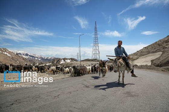 گزارش تصویری | «زندگی عشایری»