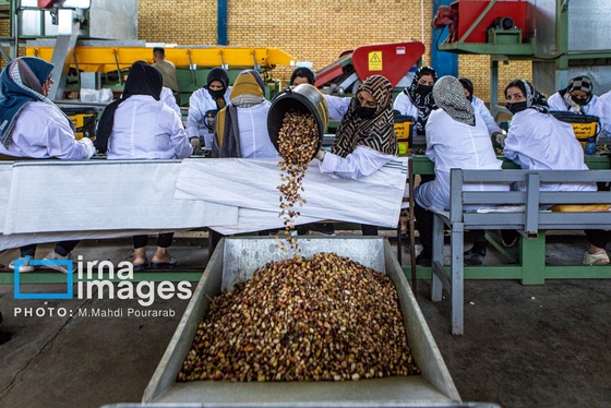 گزارش تصویری | تولید پسته از زمین تا بازار