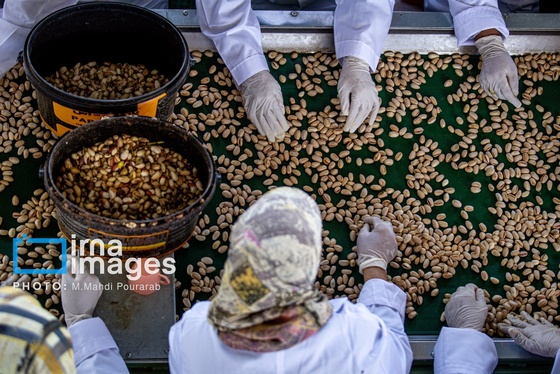 گزارش تصویری | تولید پسته از زمین تا بازار
