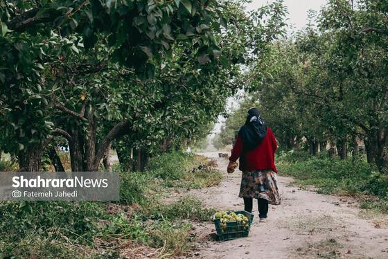 گزارش تصویری | برداشت گلابی از باغات چناران