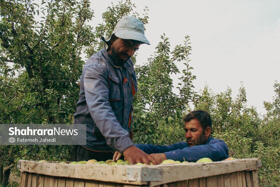 گزارش تصویری | برداشت گلابی از باغات چناران