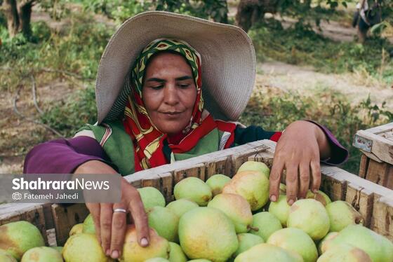 گزارش تصویری | برداشت گلابی از باغات چناران