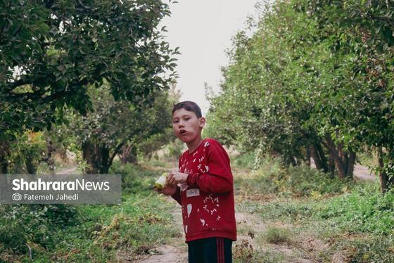 گزارش تصویری | برداشت گلابی از باغات چناران