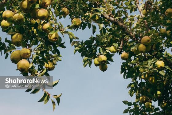 گزارش تصویری | برداشت گلابی از باغات چناران