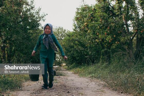 گزارش تصویری | برداشت گلابی از باغات چناران