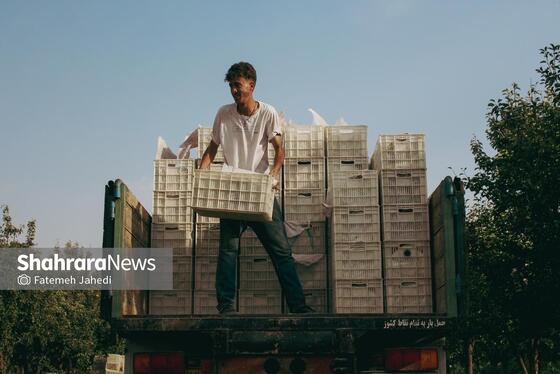 گزارش تصویری | برداشت گلابی از باغات چناران