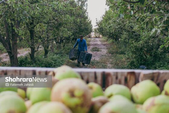 گزارش تصویری | برداشت گلابی از باغات چناران