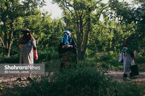 گزارش تصویری | برداشت گلابی از باغات چناران
