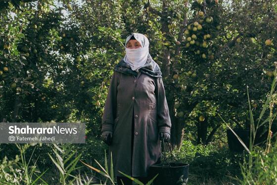 گزارش تصویری | برداشت گلابی از باغات چناران