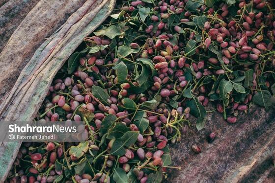 گزارش تصویری | برداشت پسته از باغات نیشابور