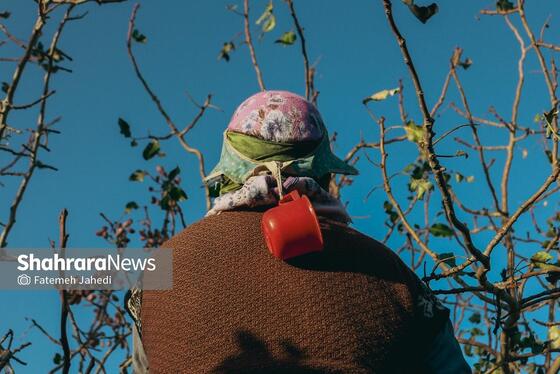 گزارش تصویری | برداشت پسته از باغات نیشابور