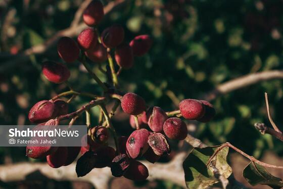 گزارش تصویری | برداشت پسته از باغات نیشابور