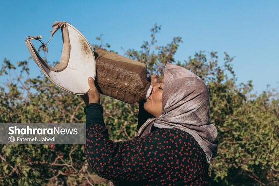 گزارش تصویری | برداشت پسته از باغات نیشابور