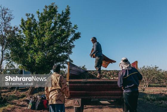 گزارش تصویری | برداشت پسته از باغات نیشابور
