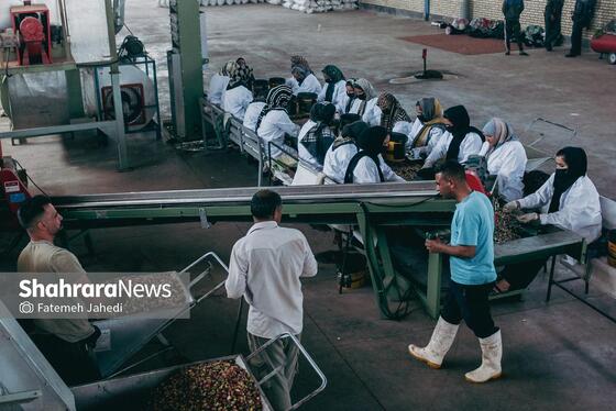 گزارش تصویری | برداشت پسته از باغات نیشابور