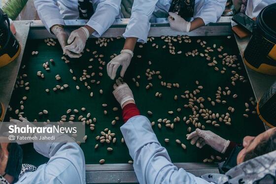 گزارش تصویری | برداشت پسته از باغات نیشابور