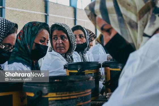 گزارش تصویری | برداشت پسته از باغات نیشابور