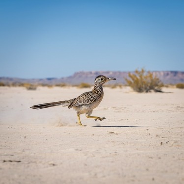 مایکروسافت از اولین هوش مصنوعی مولد تصویر خود رونمایی کرد
