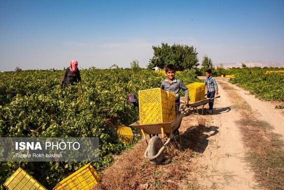 گزارش تصویری | شهرستان تاکستان قطب انگور ایران