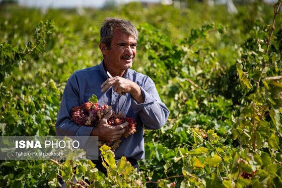 گزارش تصویری | شهرستان تاکستان قطب انگور ایران
