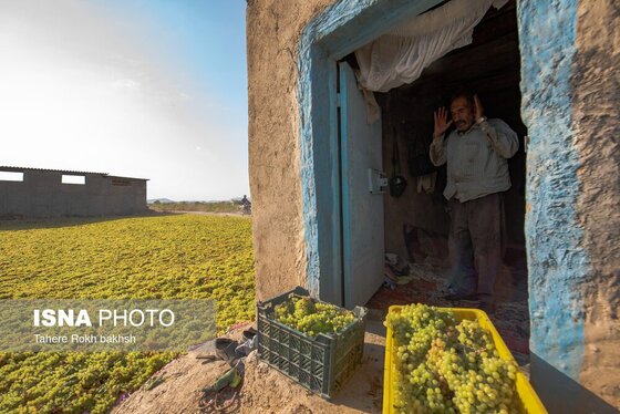 گزارش تصویری | شهرستان تاکستان قطب انگور ایران