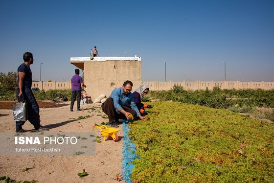 گزارش تصویری | شهرستان تاکستان قطب انگور ایران