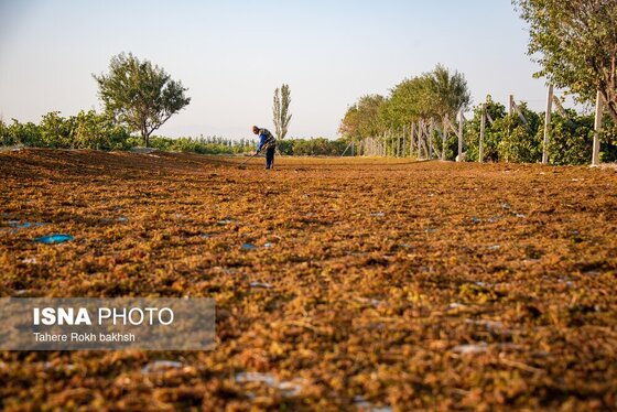 گزارش تصویری | شهرستان تاکستان قطب انگور ایران