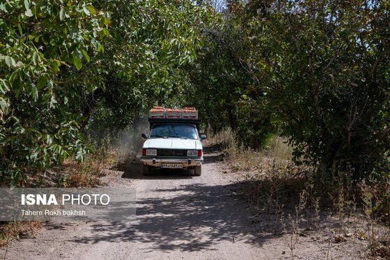 گزارش تصویری | شهرستان تاکستان قطب انگور ایران