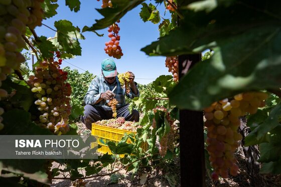 گزارش تصویری | شهرستان تاکستان قطب انگور ایران