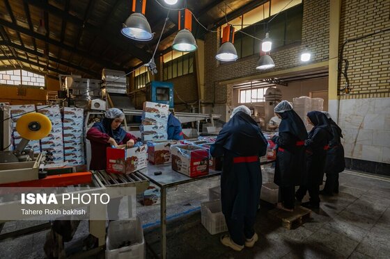 گزارش تصویری | شهرستان تاکستان قطب انگور ایران