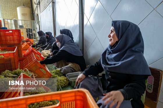 گزارش تصویری | شهرستان تاکستان قطب انگور ایران