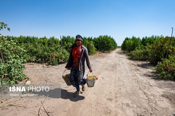 گزارش تصویری | شهرستان تاکستان قطب انگور ایران