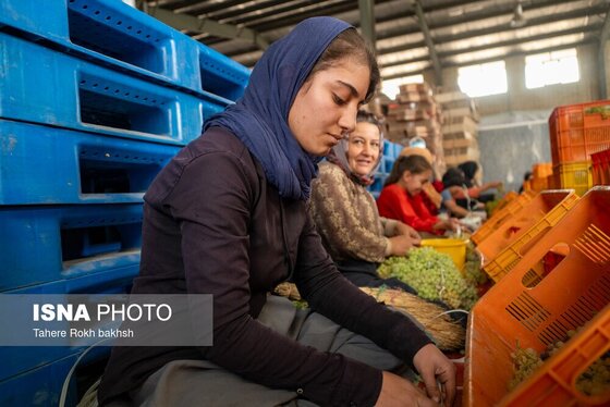 گزارش تصویری | شهرستان تاکستان قطب انگور ایران