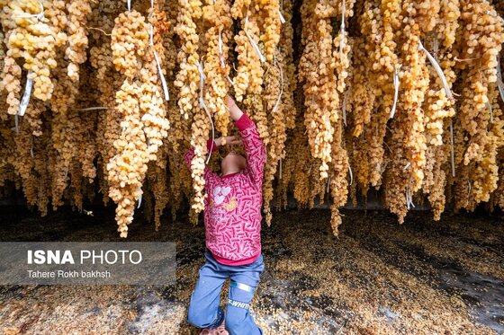 گزارش تصویری | شهرستان تاکستان قطب انگور ایران