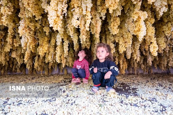 گزارش تصویری | شهرستان تاکستان قطب انگور ایران