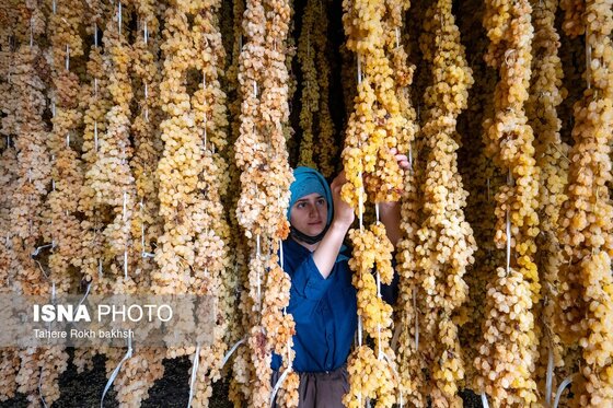 گزارش تصویری | شهرستان تاکستان قطب انگور ایران