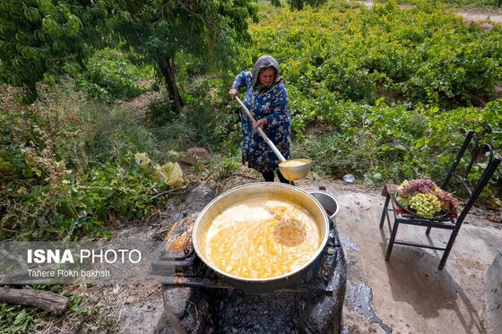 گزارش تصویری | شهرستان تاکستان قطب انگور ایران