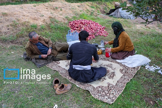 گزارش تصویری | دوازدهمین جشنواره سیب مراغه