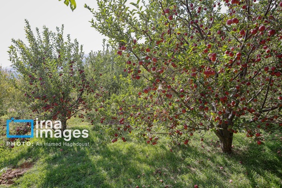 گزارش تصویری | دوازدهمین جشنواره سیب مراغه
